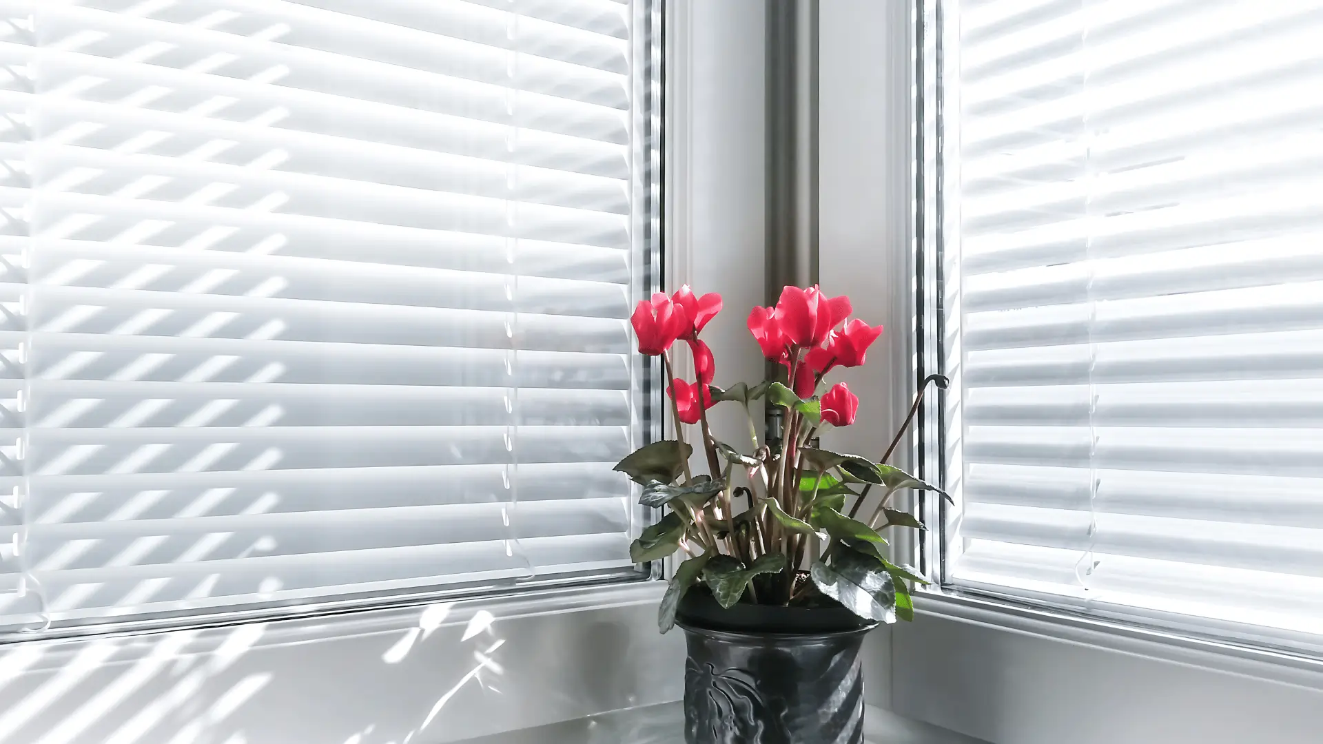 Zebra Blinds